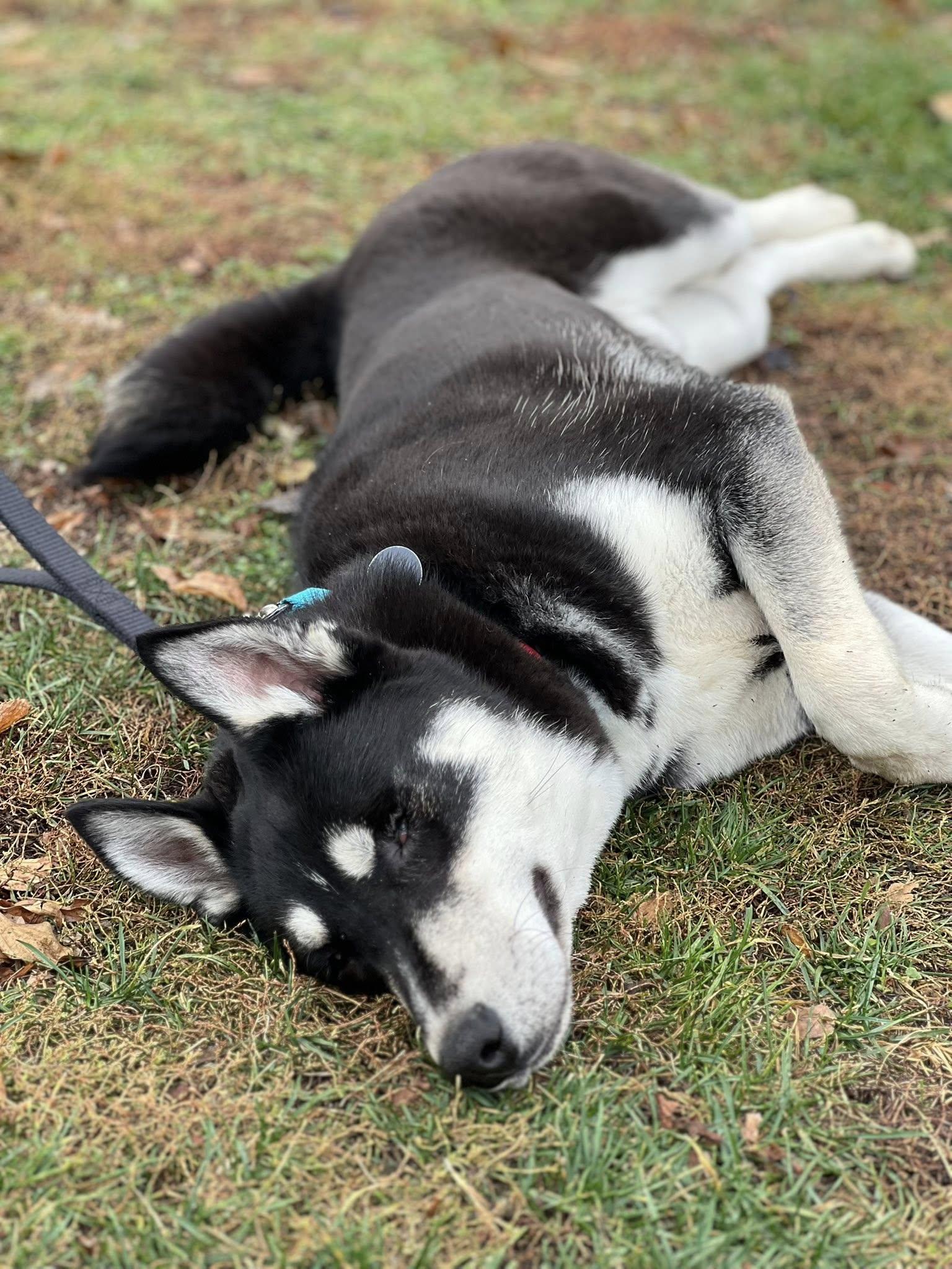 Enlarge Manzo, a Adoptable mixed breed in Breinigsville, PA image 2/4