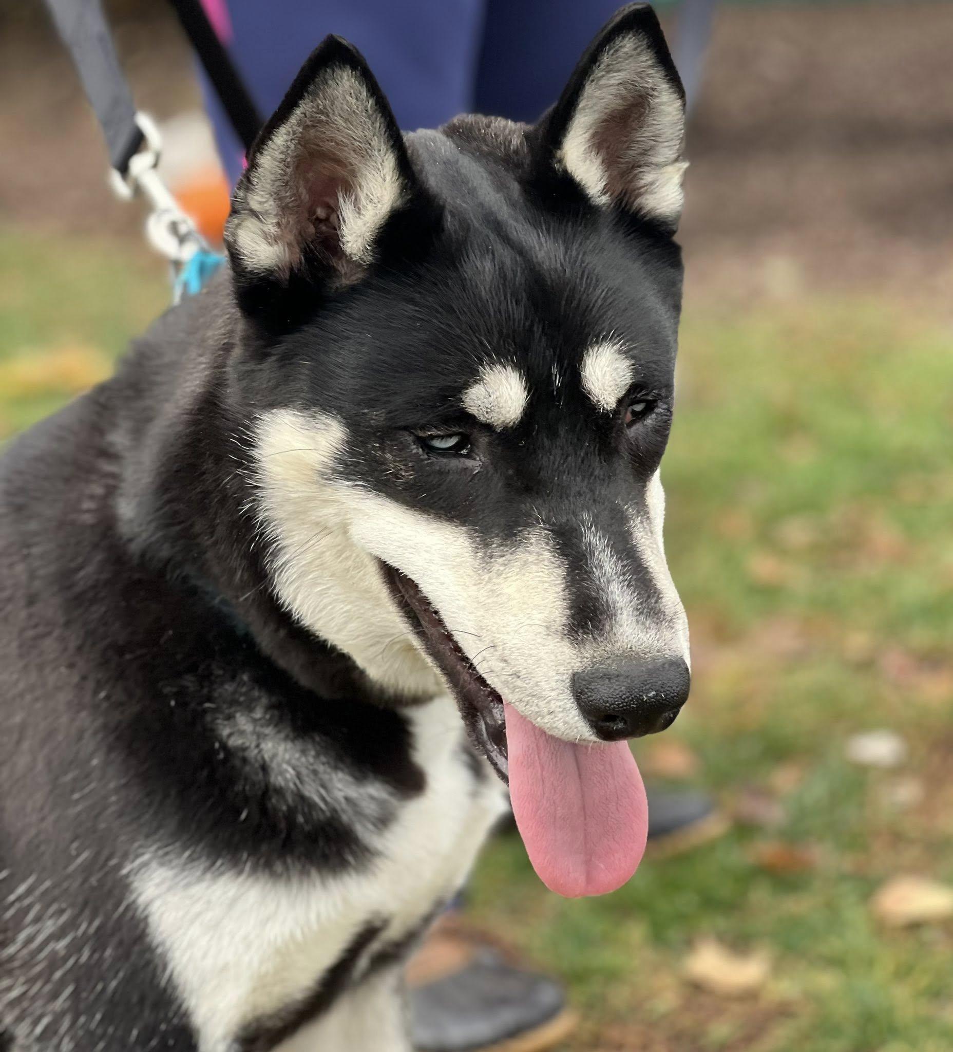 Enlarge Manzo, a Adoptable mixed breed in Breinigsville, PA image 4/4