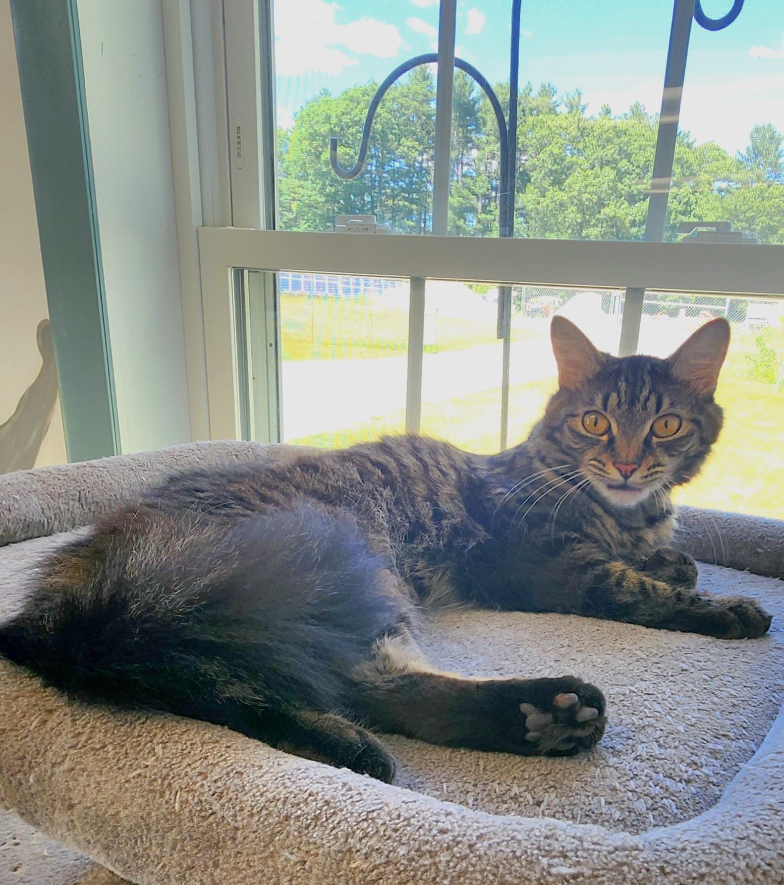 Lotus, a ADOPTABLE Domestic Medium Hair in Medfield, MA image 4/6