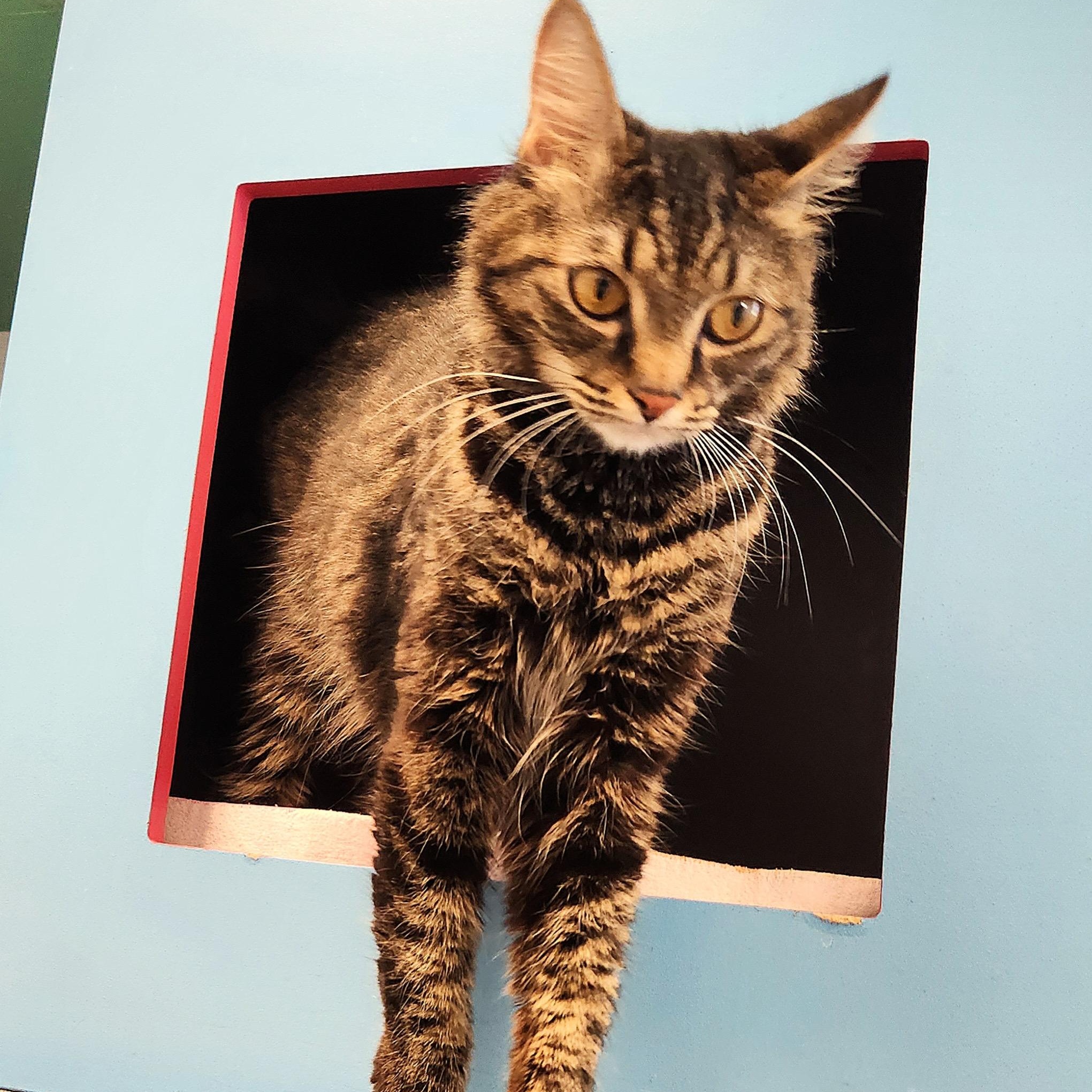 Lotus, a ADOPTABLE Domestic Medium Hair in Medfield, MA image 5/6