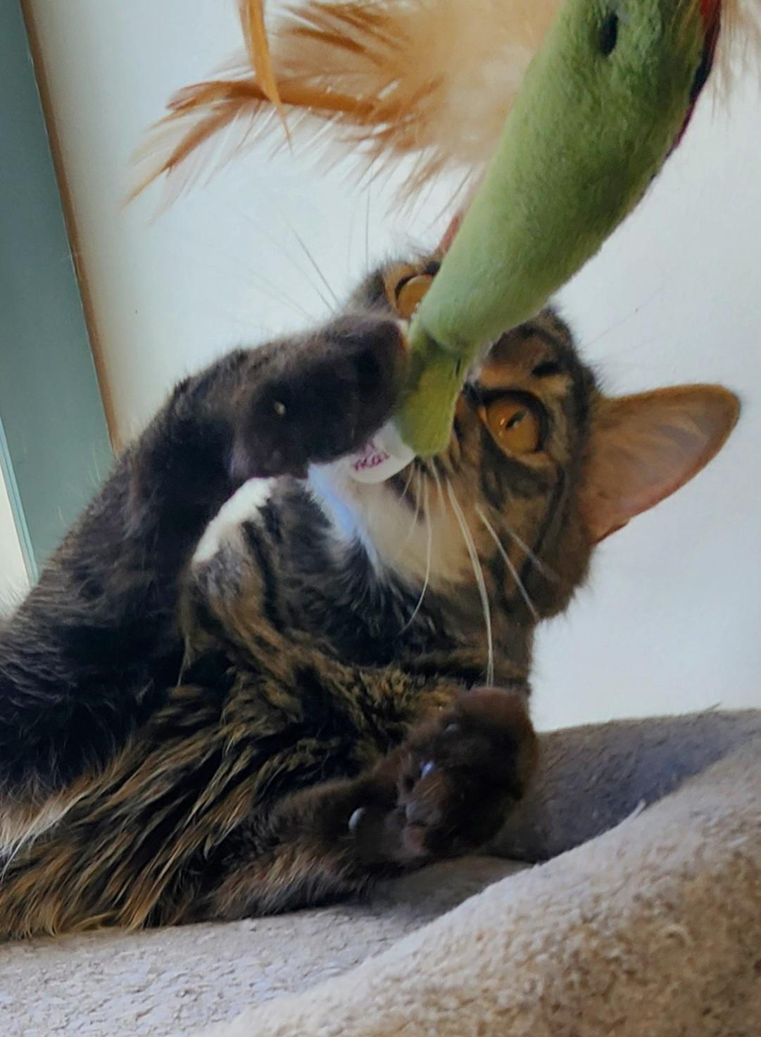 Lotus, a ADOPTABLE Domestic Medium Hair in Medfield, MA image 6/6