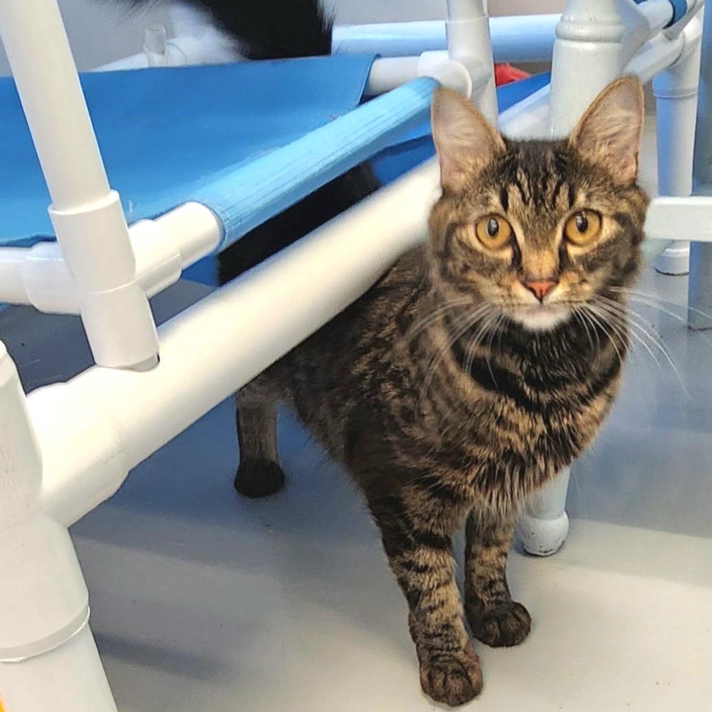 Lotus, a ADOPTABLE Domestic Medium Hair in Medfield, MA image 3/6