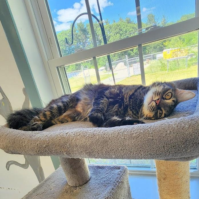 Lotus, ADOPTABLE, Young Female Domestic Medium Hair.