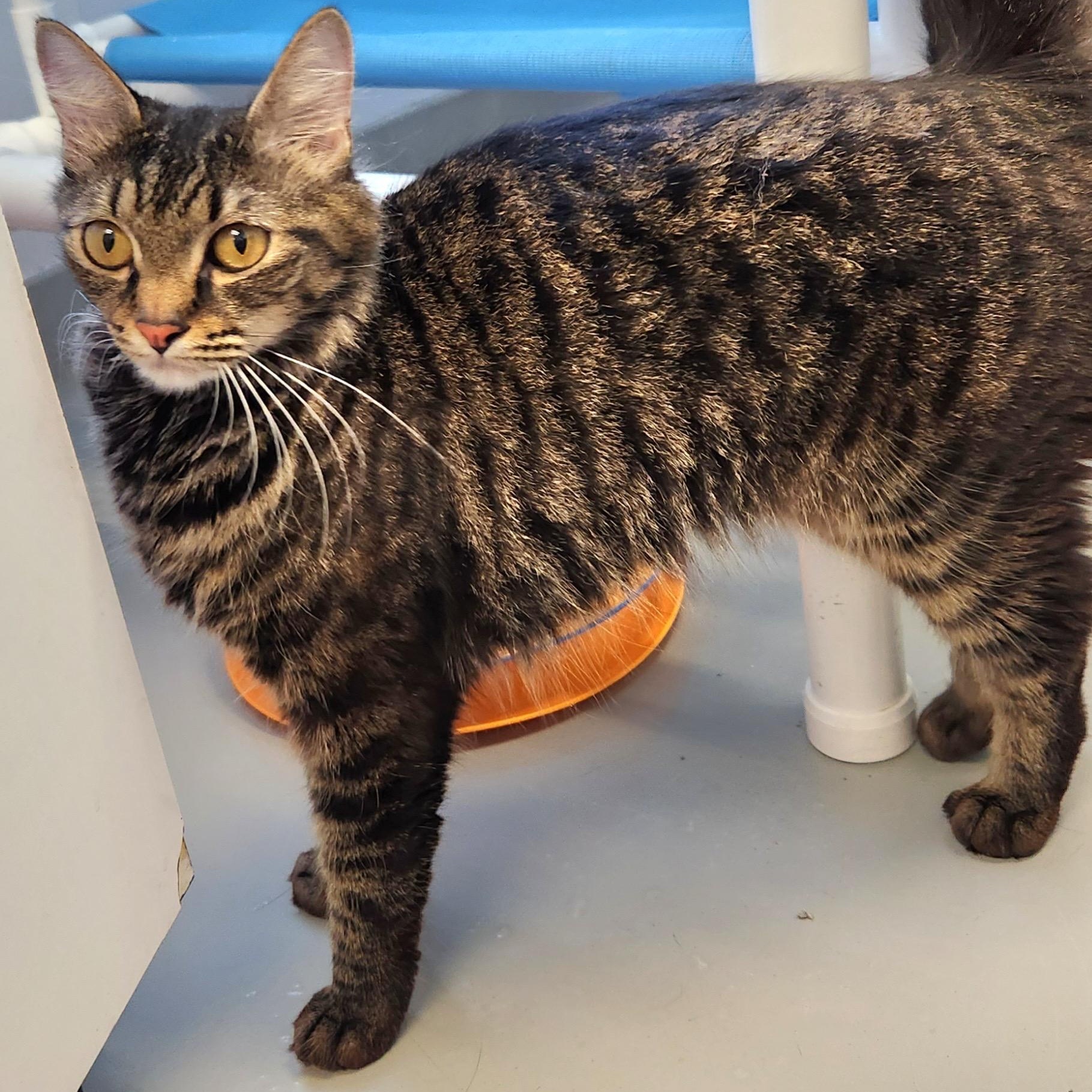 Lotus, a ADOPTABLE Domestic Medium Hair in Medfield, MA image 2/6