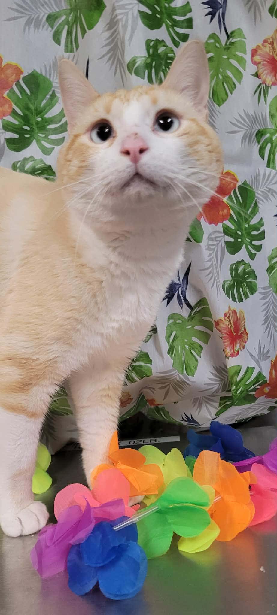 Enlarge Igor, a Adopted Domestic Short Hair in Caro, MI image 1/1