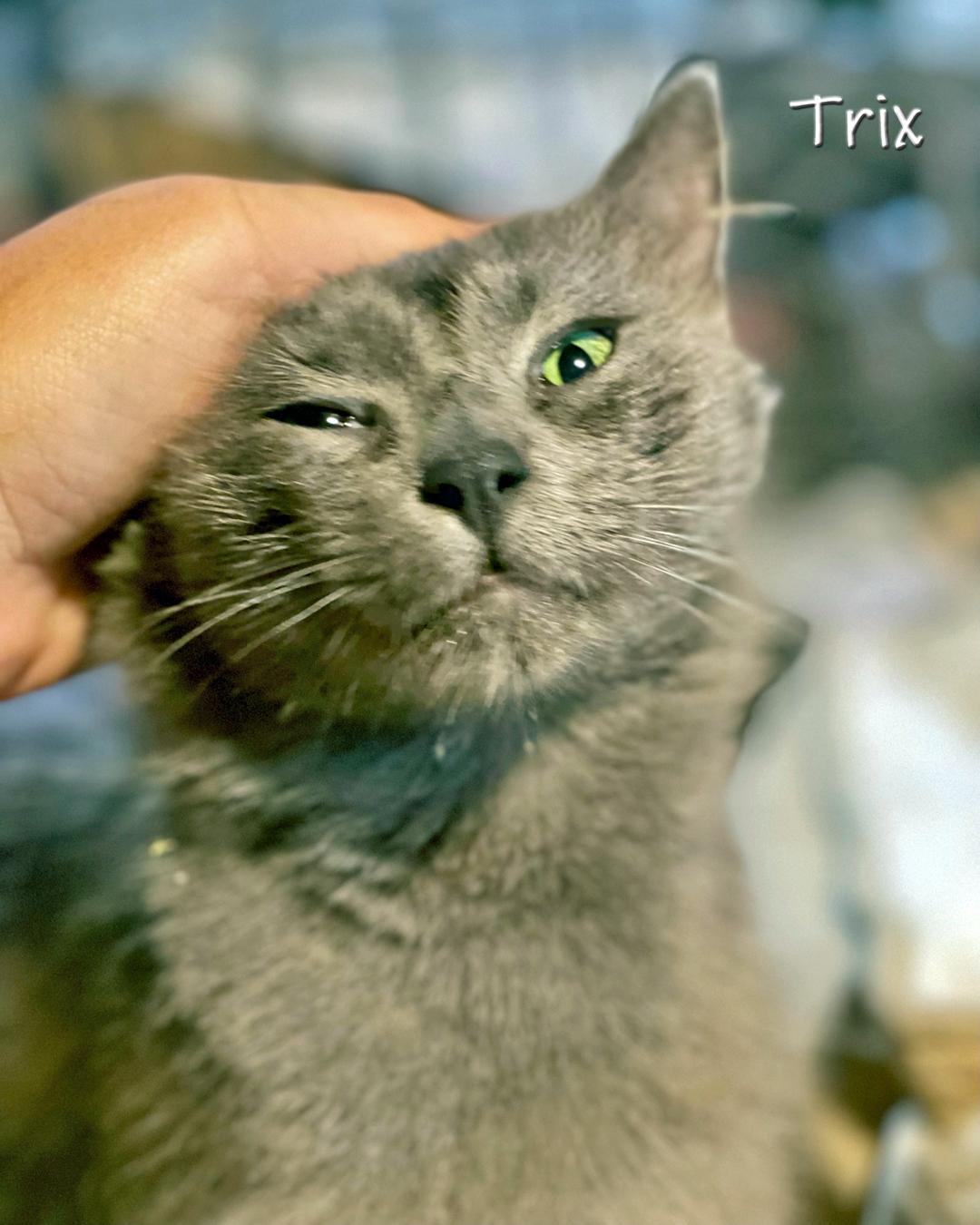Enlarge Trix, a Adoptable Domestic Long Hair in Chicago, IL image 3/4