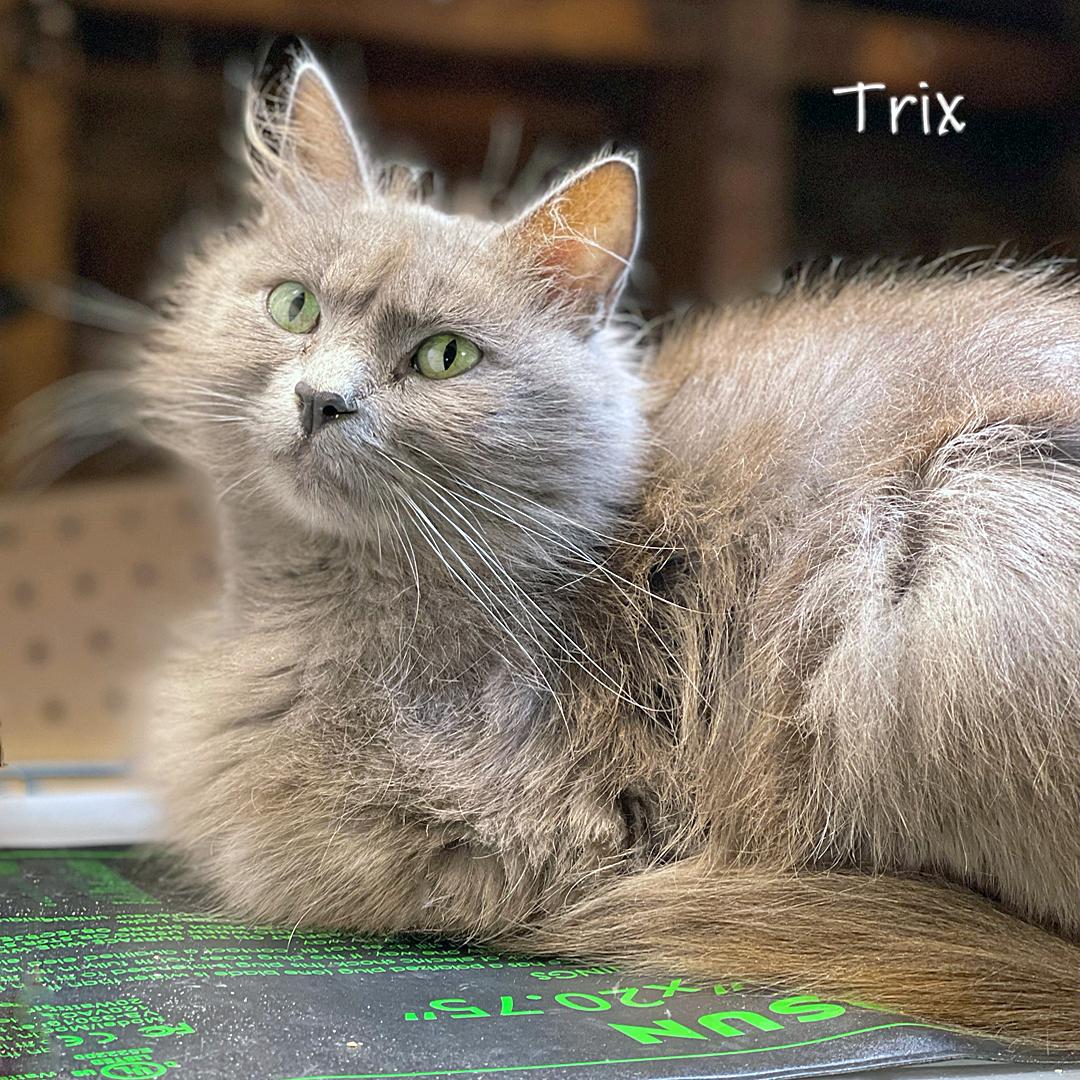 Enlarge Trix, a Adoptable Domestic Long Hair in Chicago, IL image 1/4