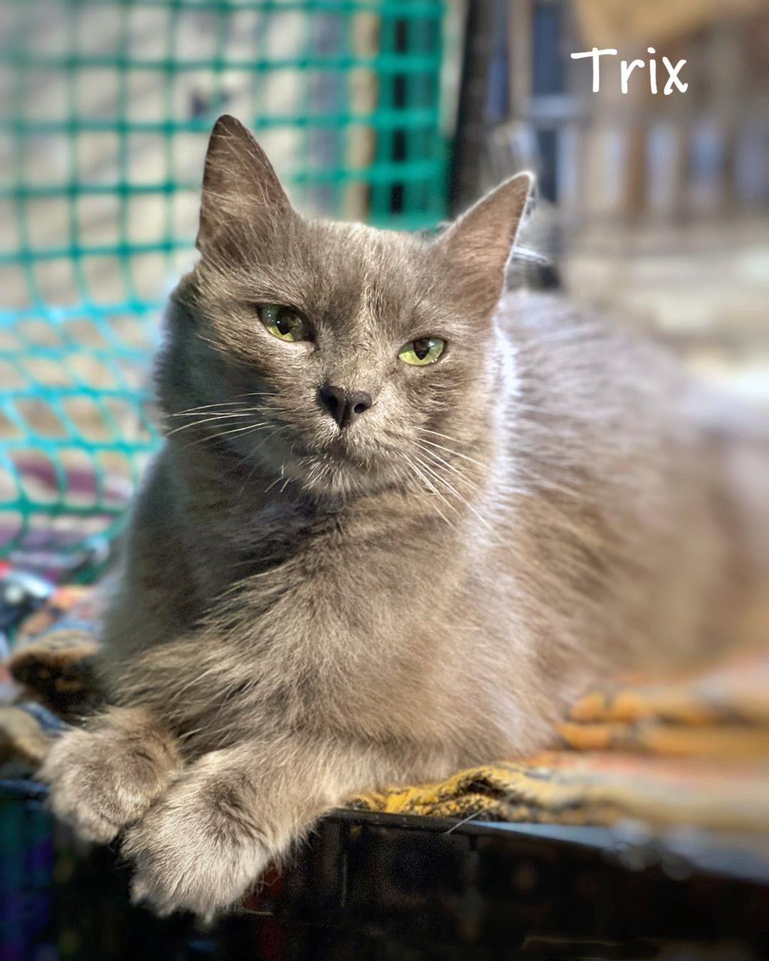 Enlarge Trix, a Adoptable Domestic Long Hair in Chicago, IL image 2/4