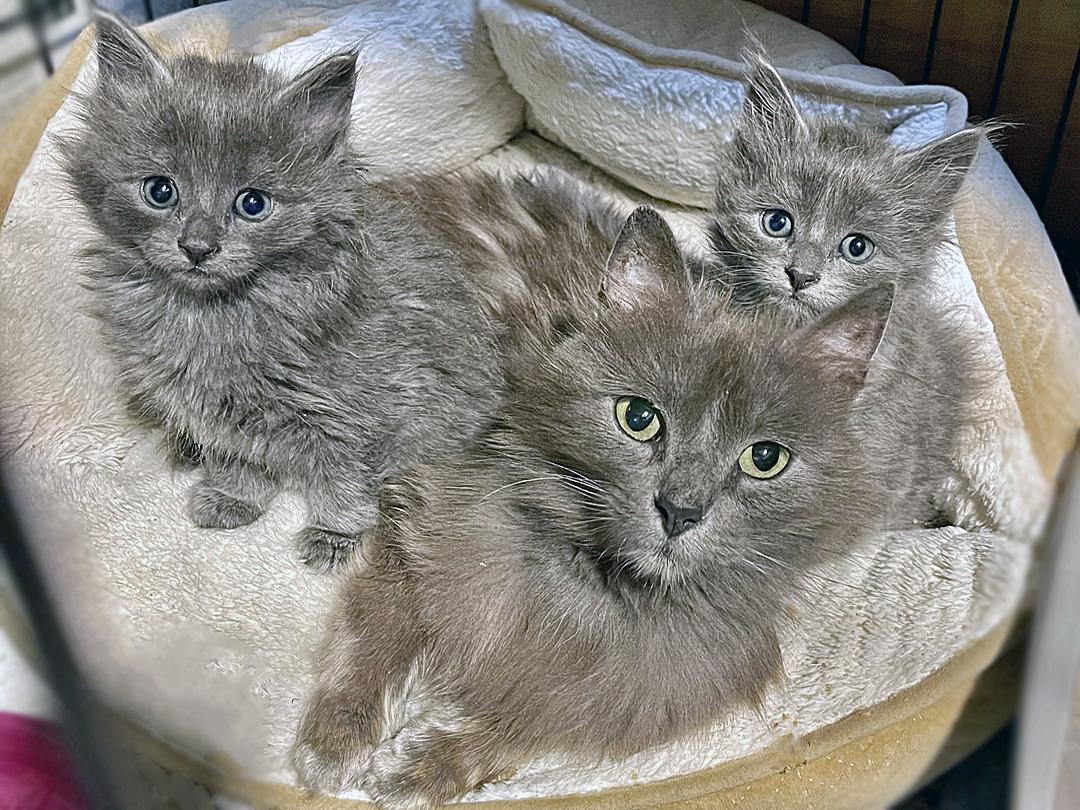 Enlarge Trix, a Adoptable Domestic Long Hair in Chicago, IL image 4/4