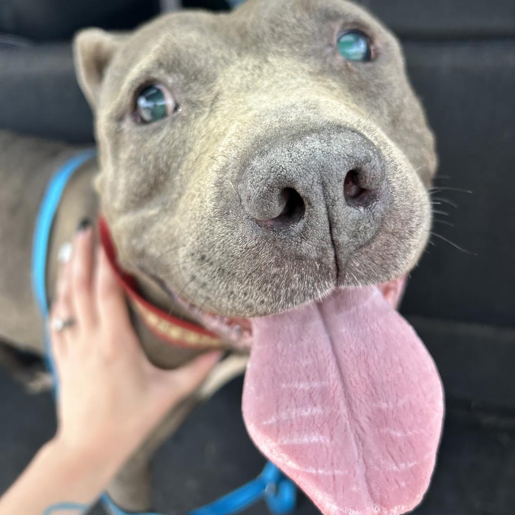 Enlarge Sky, a Adoptable Pit Bull Terrier in Farmersville, OH image 1/1