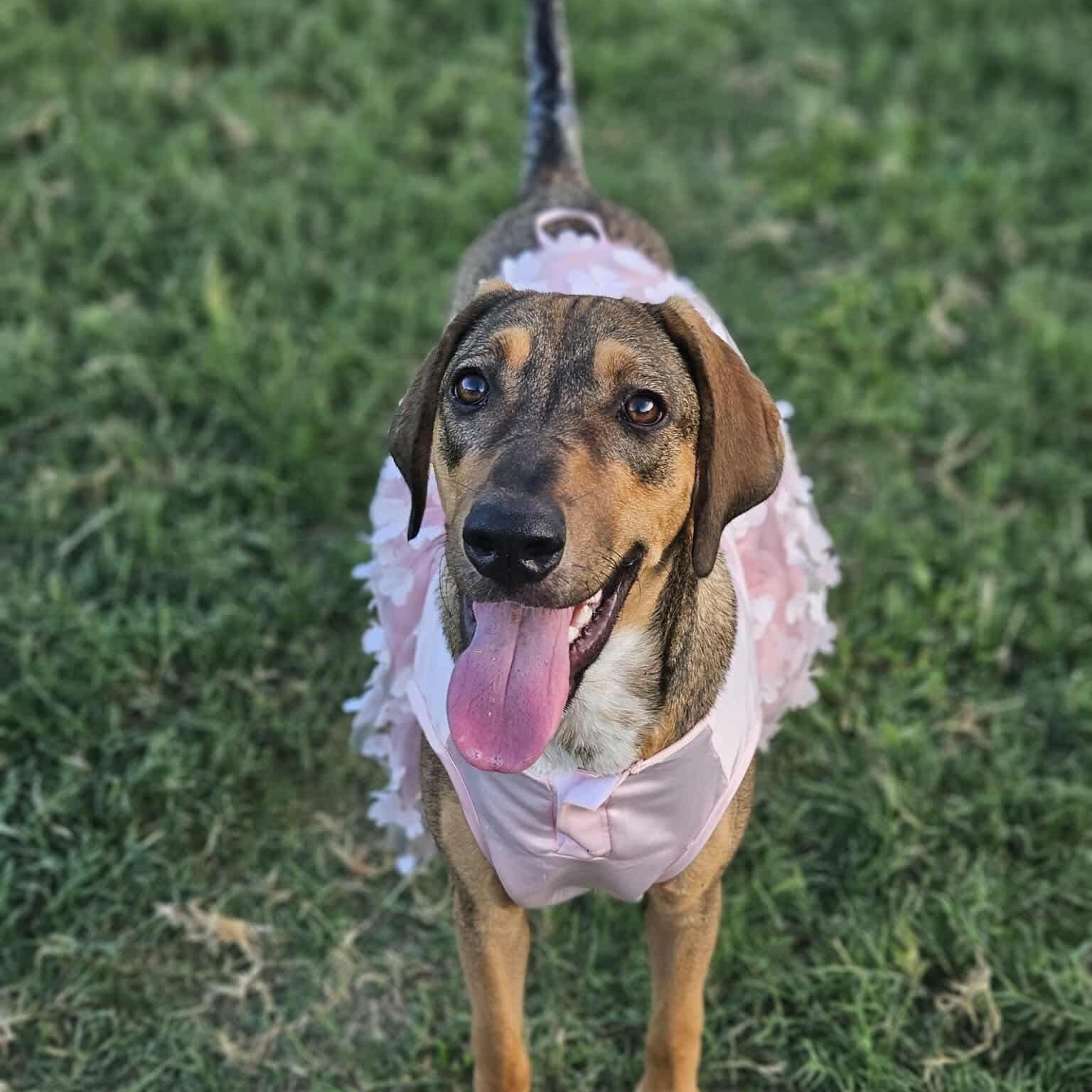 Cookie — thumbnail 4