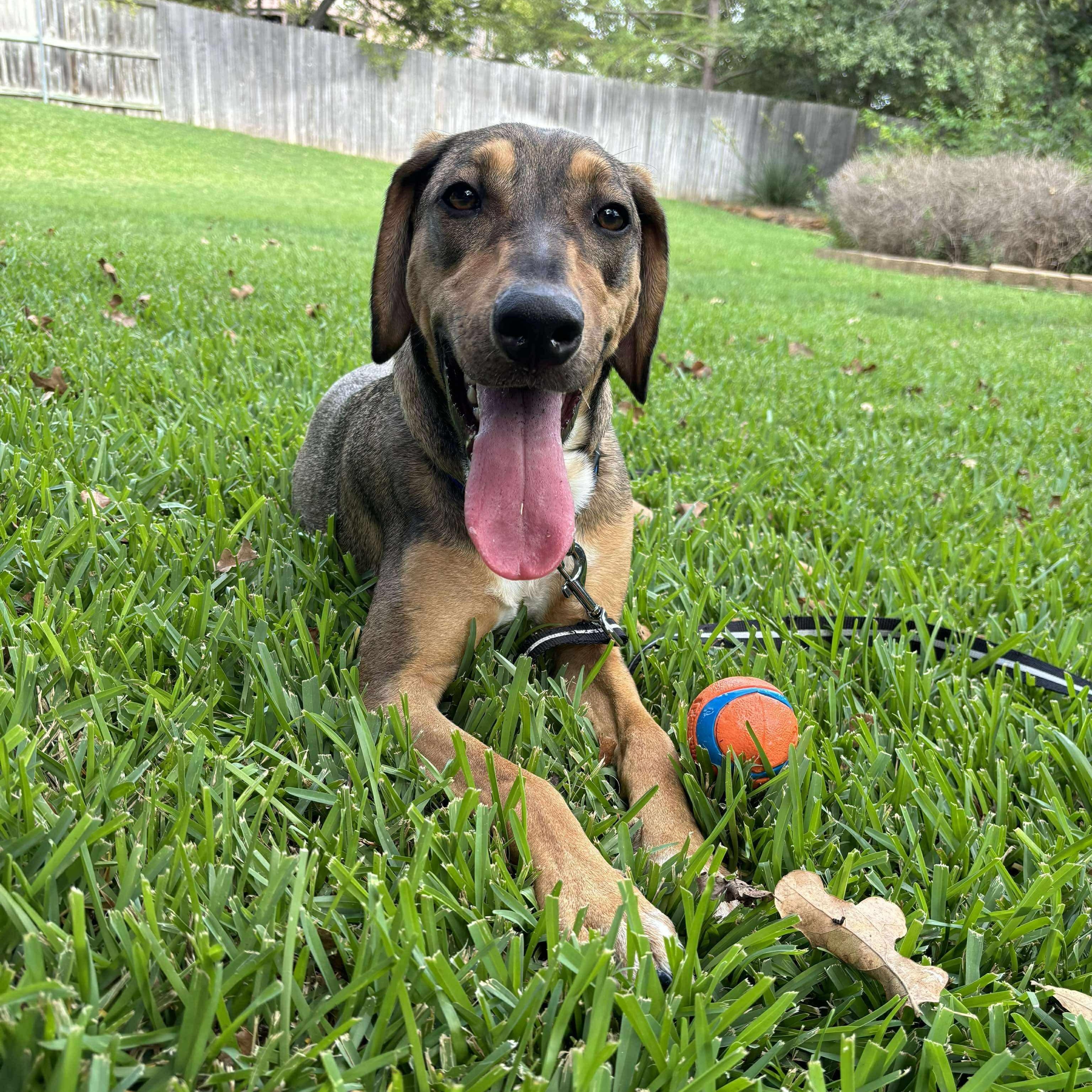 Cookie — thumbnail 5