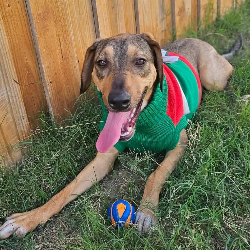 Cookie — thumbnail 6