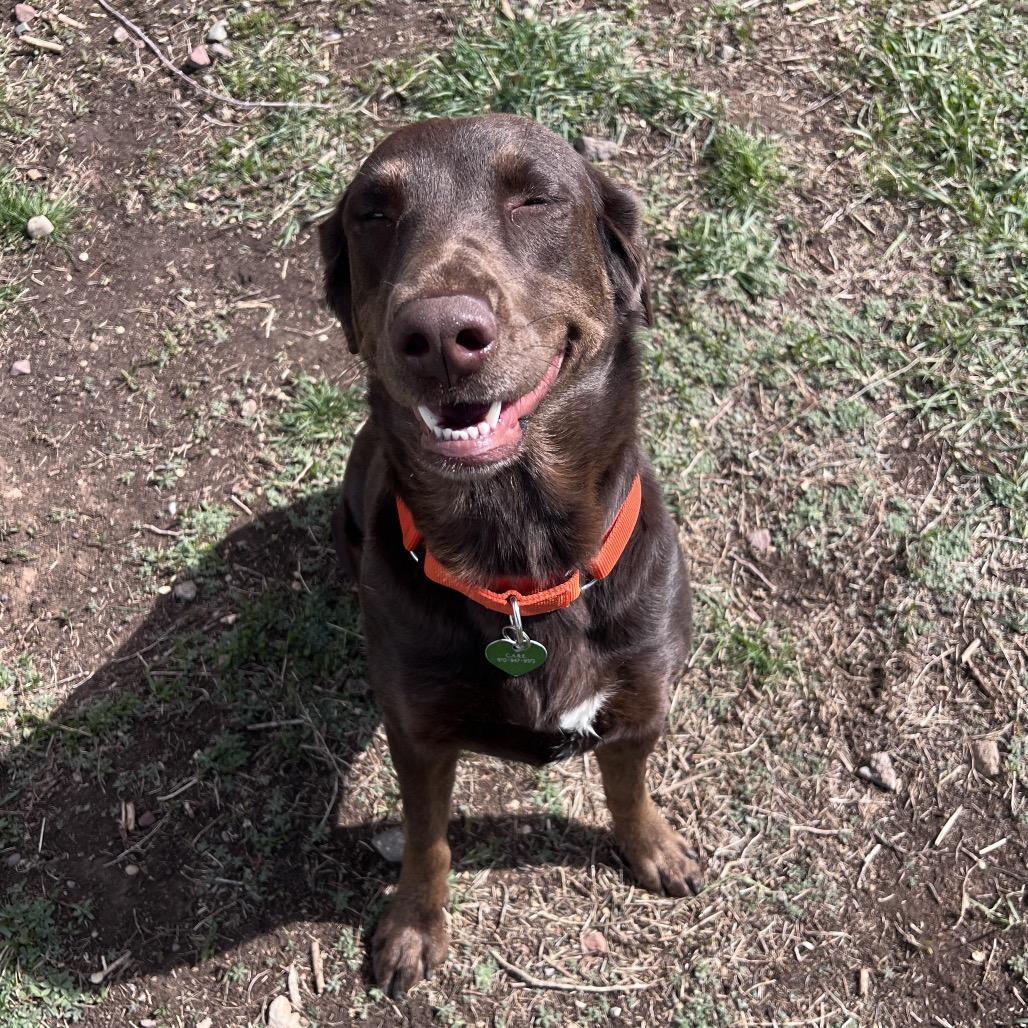 Enlarge Jessie, a Adoptable mixed breed in Glenwood Springs, CO image 1/6