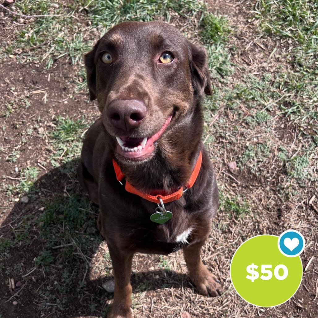 Enlarge Jessie, a Adoptable mixed breed in Glenwood Springs, CO image 2/6