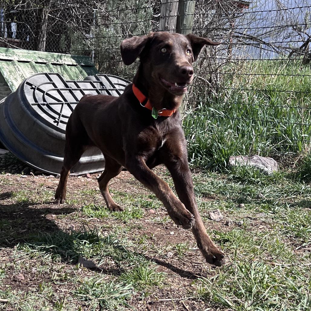 Enlarge Jessie, a Adoptable mixed breed in Glenwood Springs, CO image 5/6
