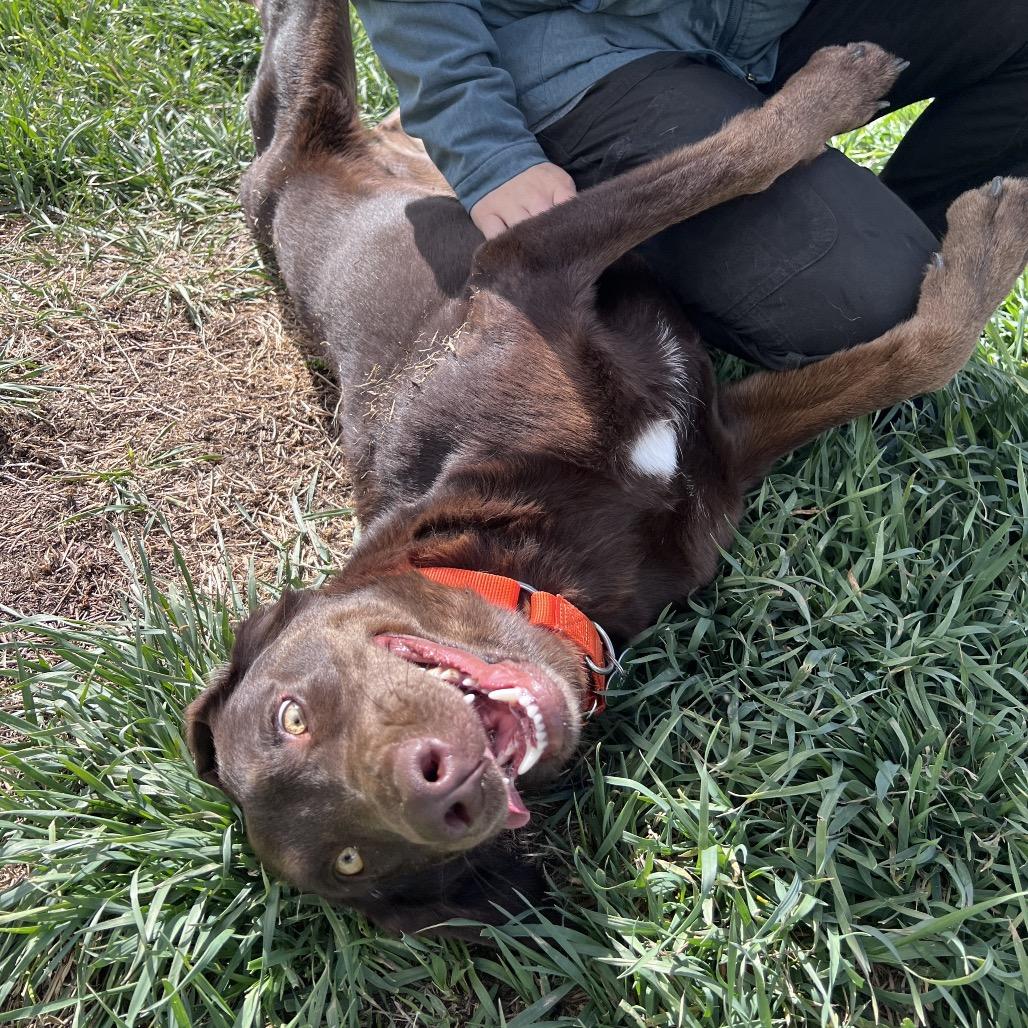 Enlarge Jessie, a Adoptable mixed breed in Glenwood Springs, CO image 6/6