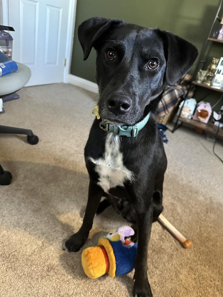 Rudy, Adoptable, Young Male Labrador Retriever & Husky.