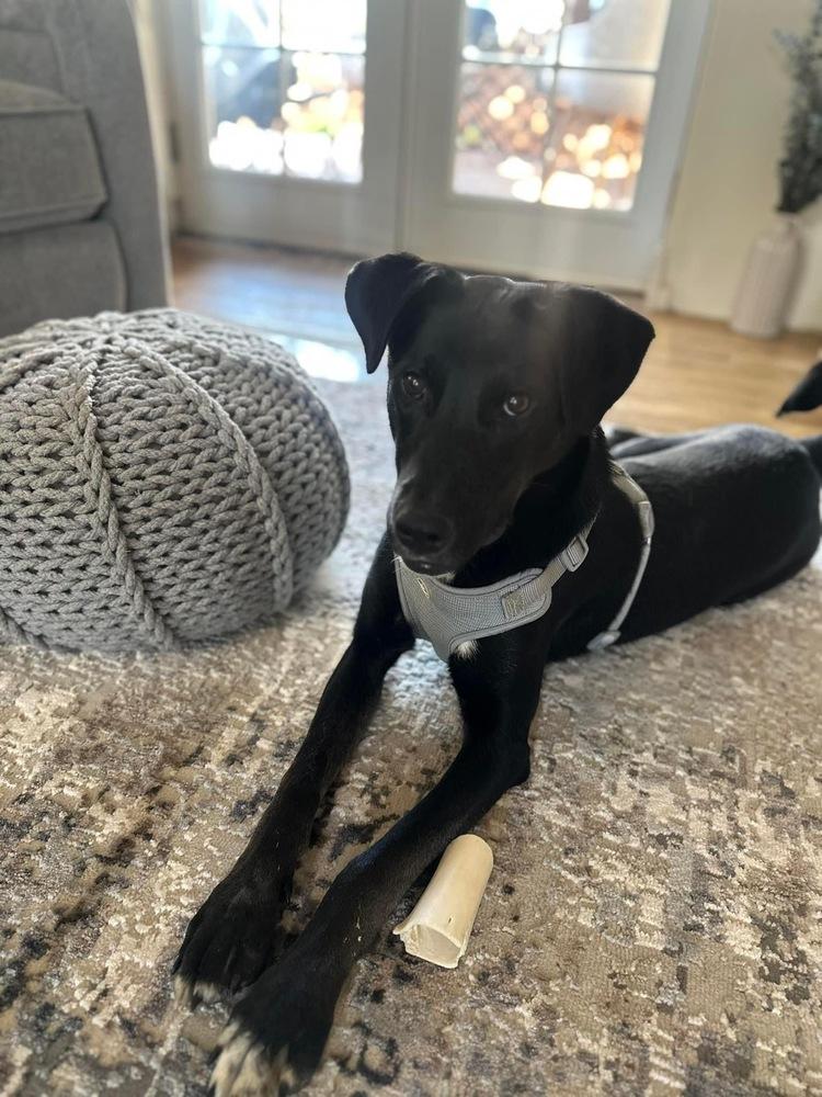 Enlarge Rudy, a Adoptable mixed breed in Colorado Springs, CO image 2/6