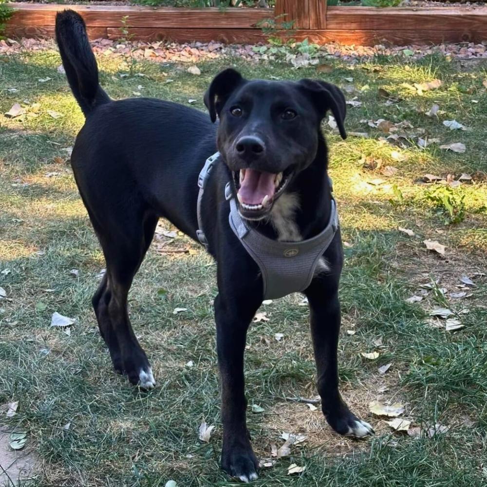 Enlarge Rudy, a Adoptable mixed breed in Colorado Springs, CO image 4/6