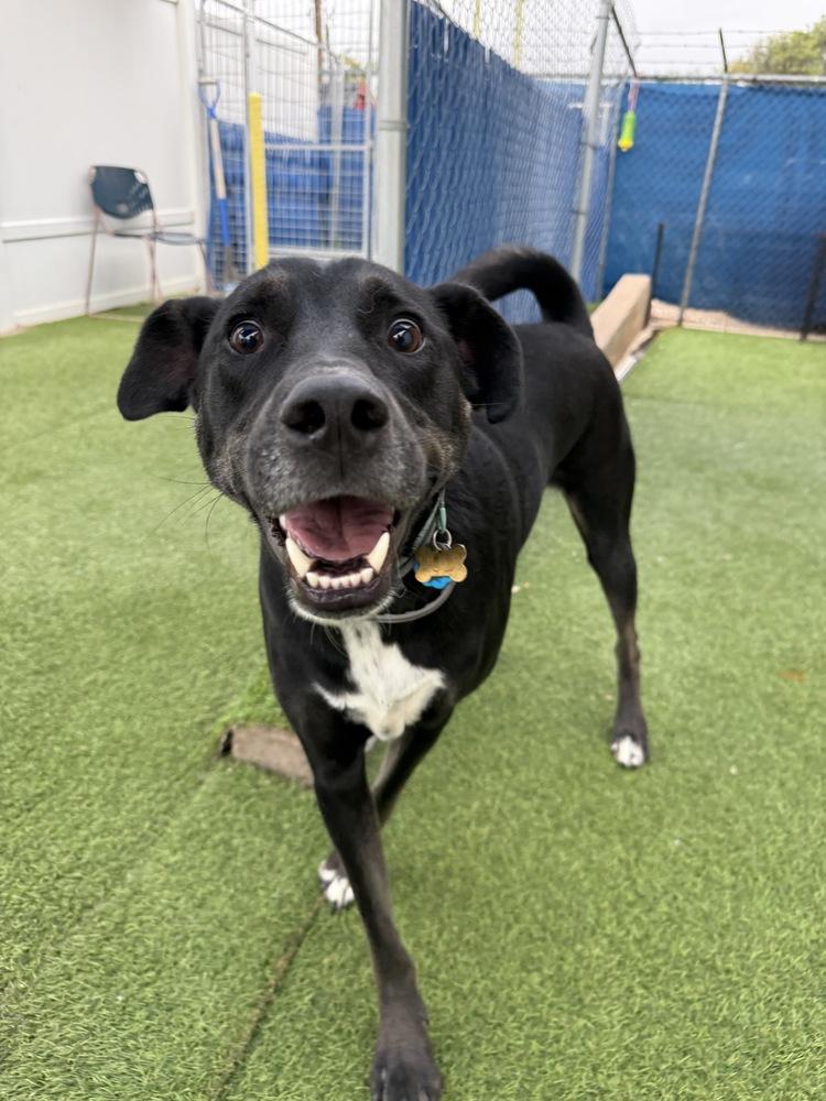 Enlarge Rudy, a Adoptable mixed breed in Colorado Springs, CO image 5/6