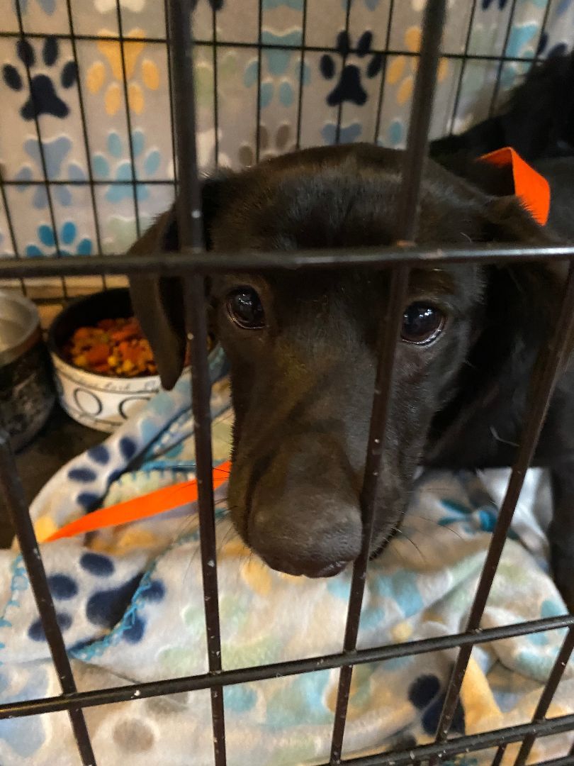 Adele, Adopted, Puppy Female Chiweenie.