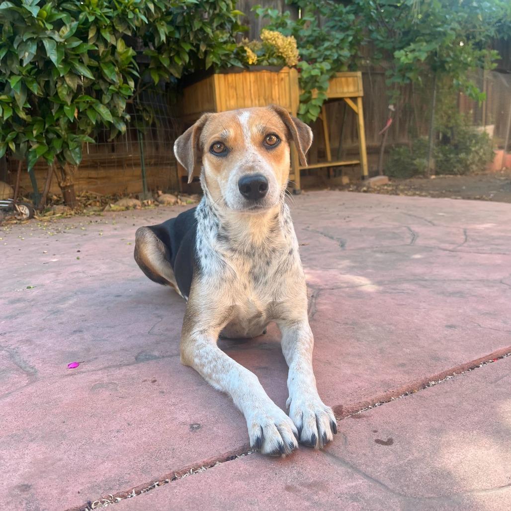 Jasmine, Adoptable, Adult Female Hound & Mixed Breed.