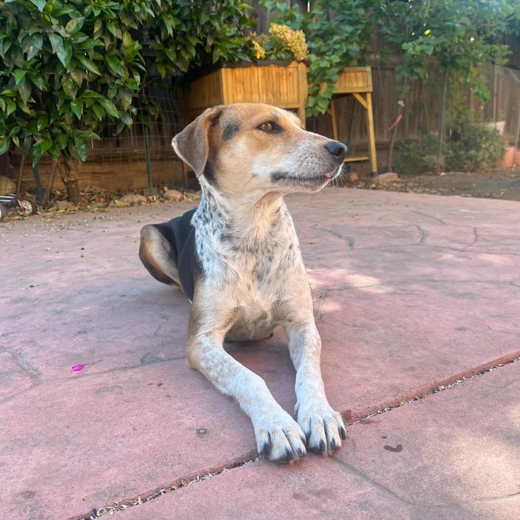 Jasmine, a Adoptable mixed breed in Turlock, CA image 2/6