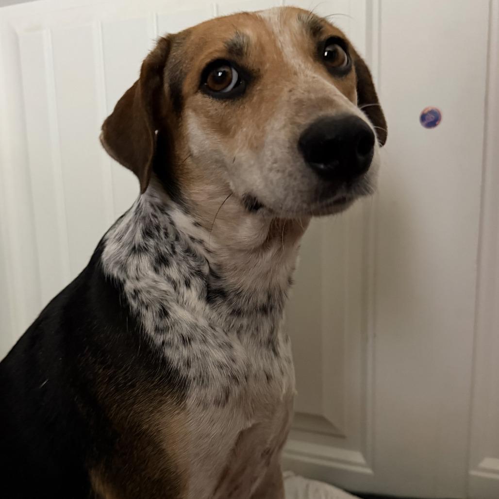 Jasmine, a Adoptable mixed breed in Turlock, CA image 3/6