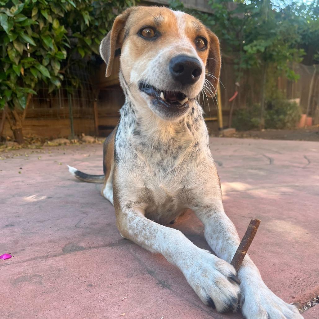 Jasmine, a Adoptable mixed breed in Turlock, CA image 4/6