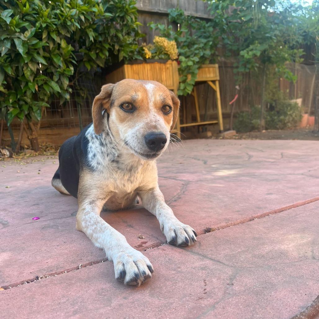 Jasmine, a Adoptable mixed breed in Turlock, CA image 5/6