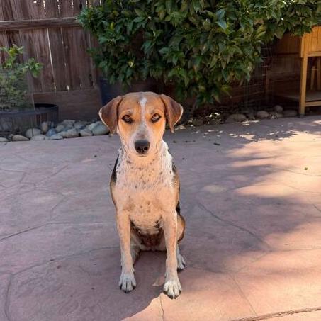 Jasmine, a Adoptable mixed breed in Turlock, CA image 6/6