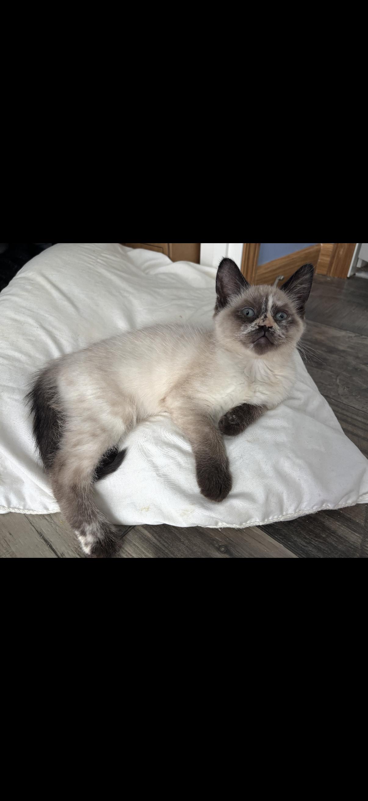 Lady Whistledown , an adopted mixed breed in Johnstown, NY image 2/5