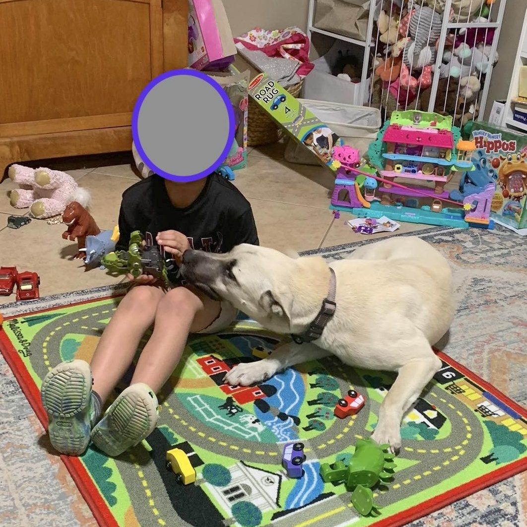 Enlarge Jed, an adopted mixed breed in Brattleboro, VT image 3/6