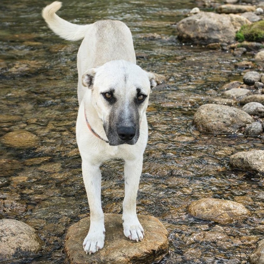 Enlarge Jed, an adopted mixed breed in Brattleboro, VT image 1/6