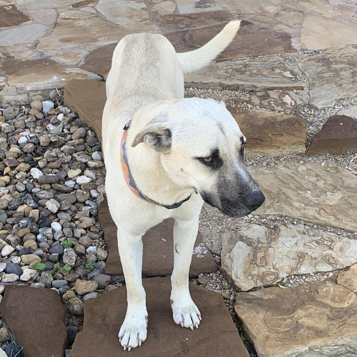 Enlarge Jed, an adopted mixed breed in Brattleboro, VT image 4/6