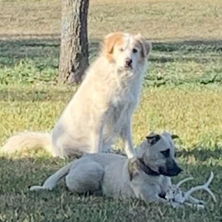 Enlarge Jed, an adopted mixed breed in Brattleboro, VT image 5/6