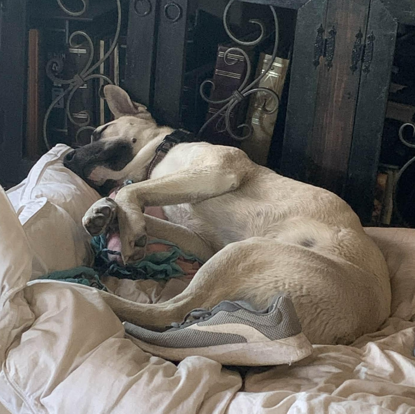 Enlarge Jed, an adopted mixed breed in Brattleboro, VT image 6/6