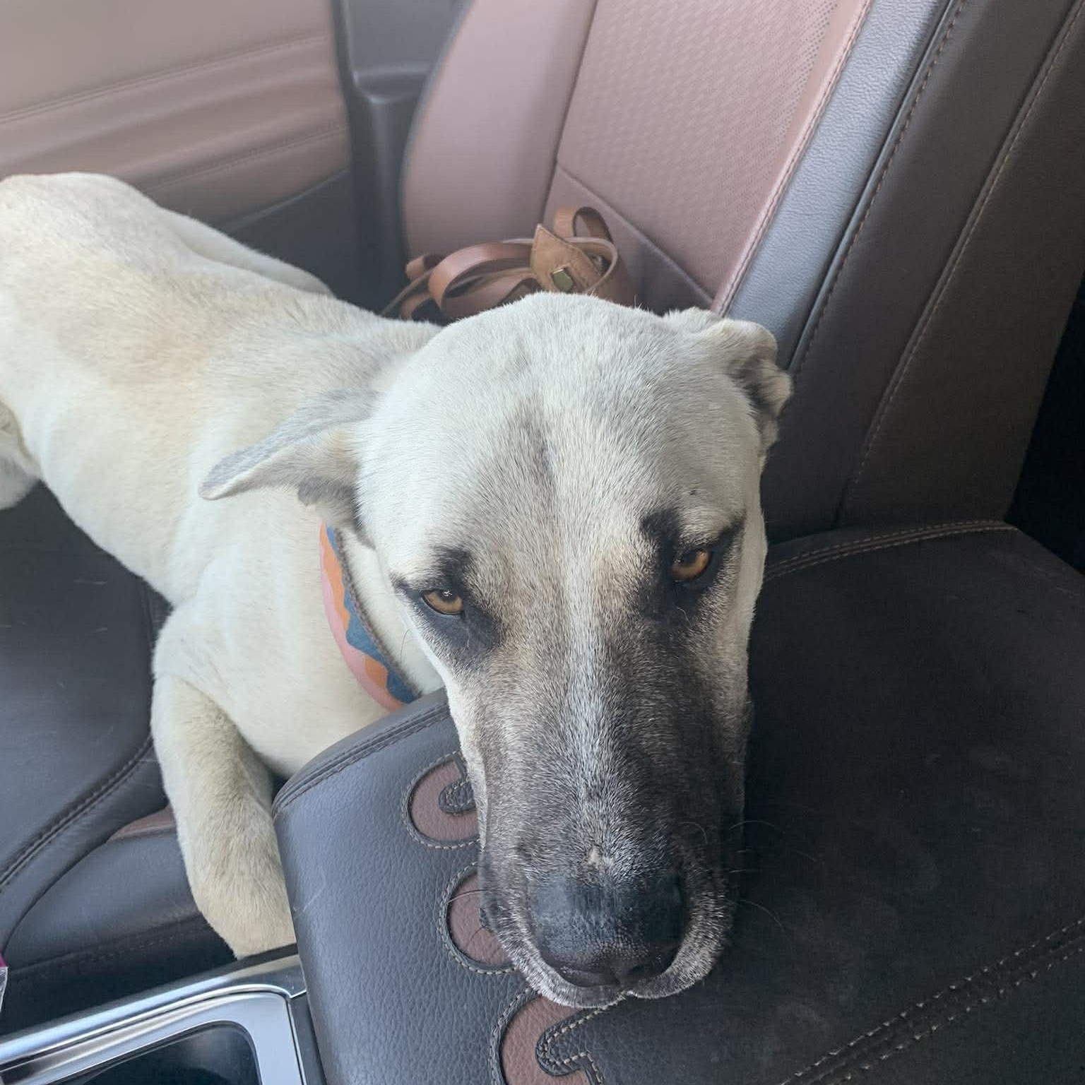 Enlarge Jed, an adopted mixed breed in Brattleboro, VT image 2/6