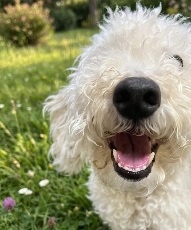 Mochi 4934, an adopted mixed breed in Boca Raton, FL image 2/3