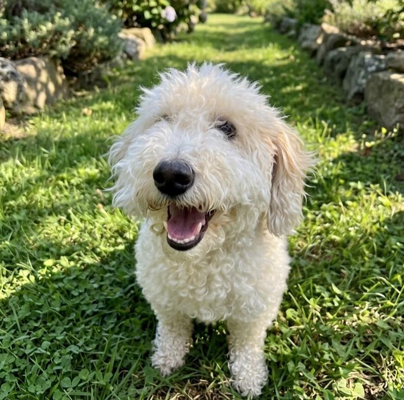 Mochi 4934, an adopted mixed breed in Boca Raton, FL image 1/3