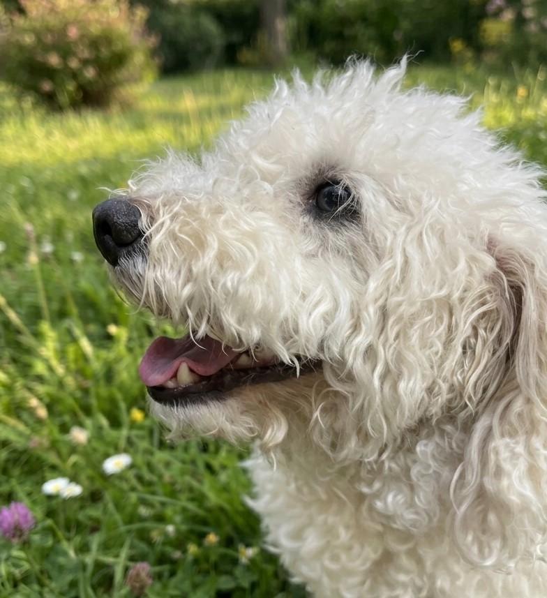 Mochi 4934, an adopted mixed breed in Boca Raton, FL image 3/3