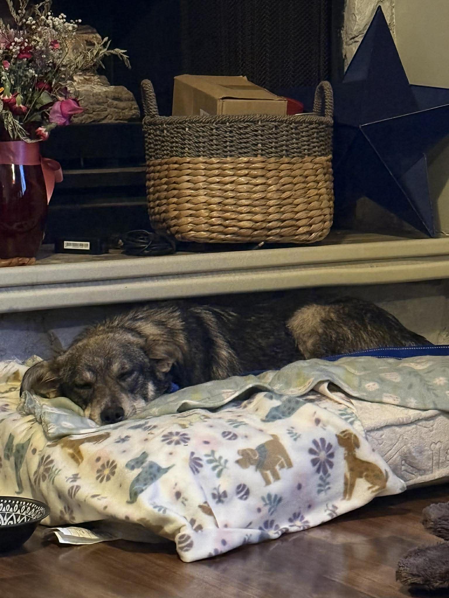 Enlarge Hermes, a ADOPTABLE mixed breed in Palos Heights, IL image 2/2