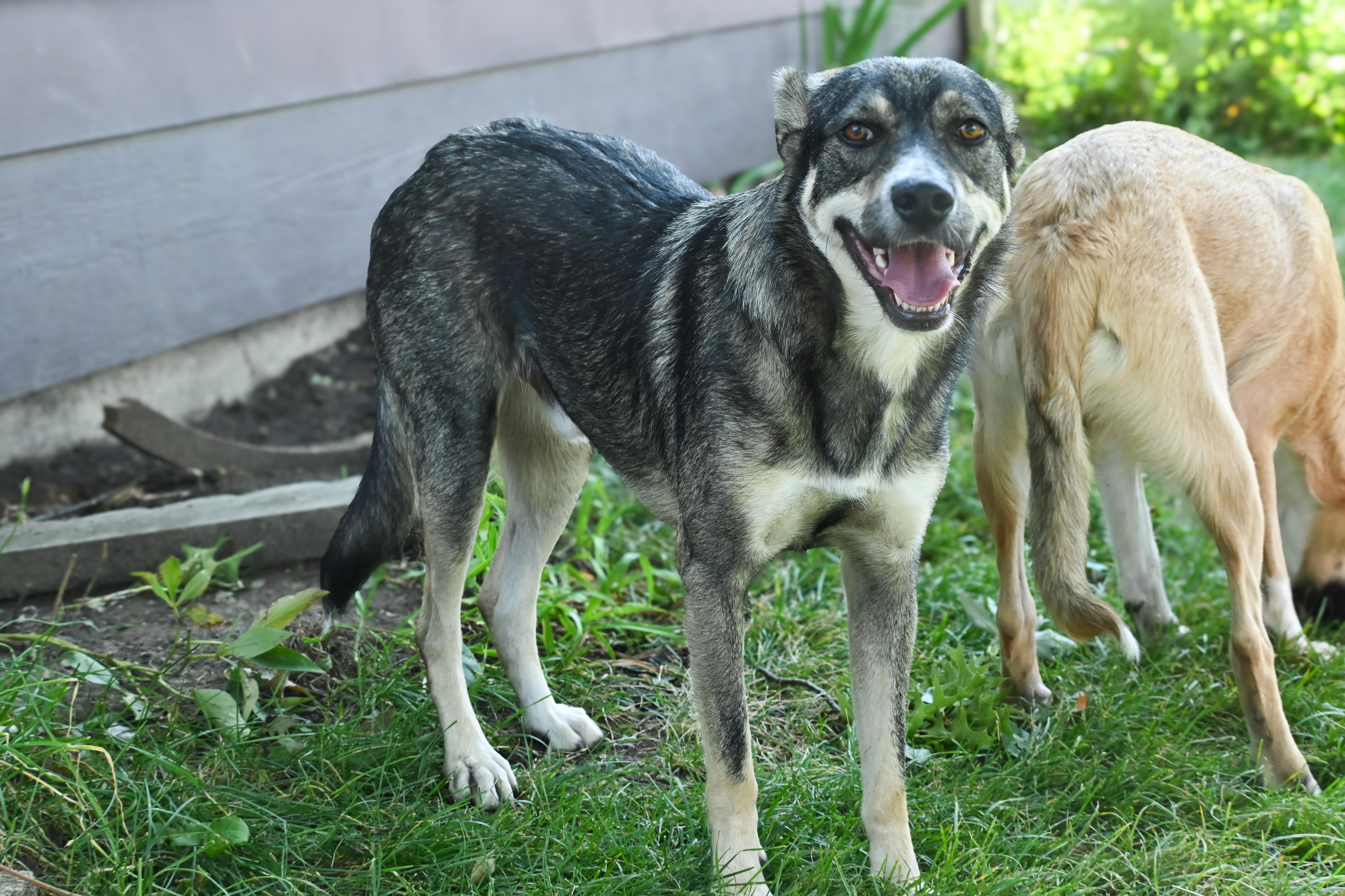 Hermes, an adoptable mixed breed in Palos Heights, IL image 3/5