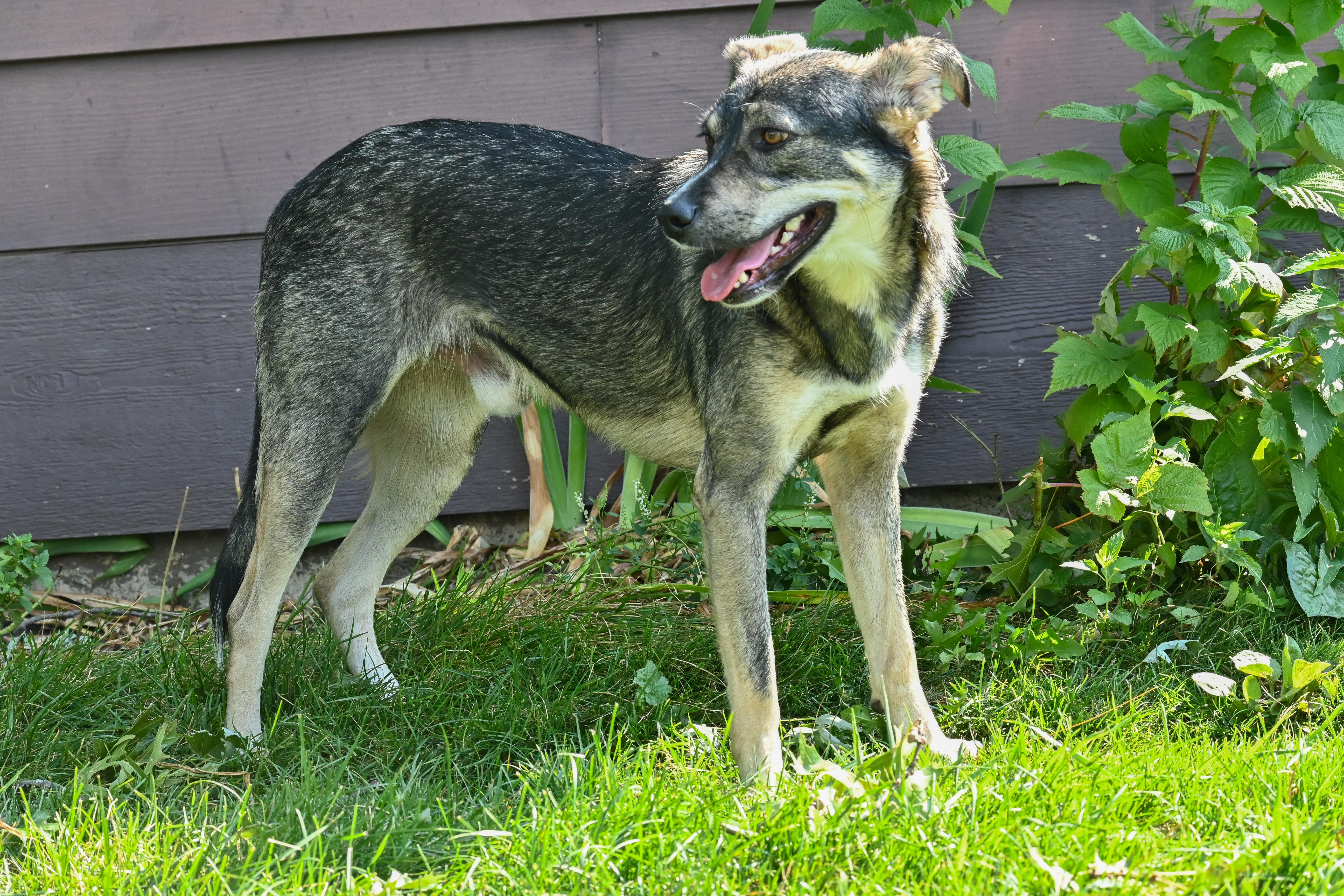 Hermes, adoptable, Young Male Shepherd.