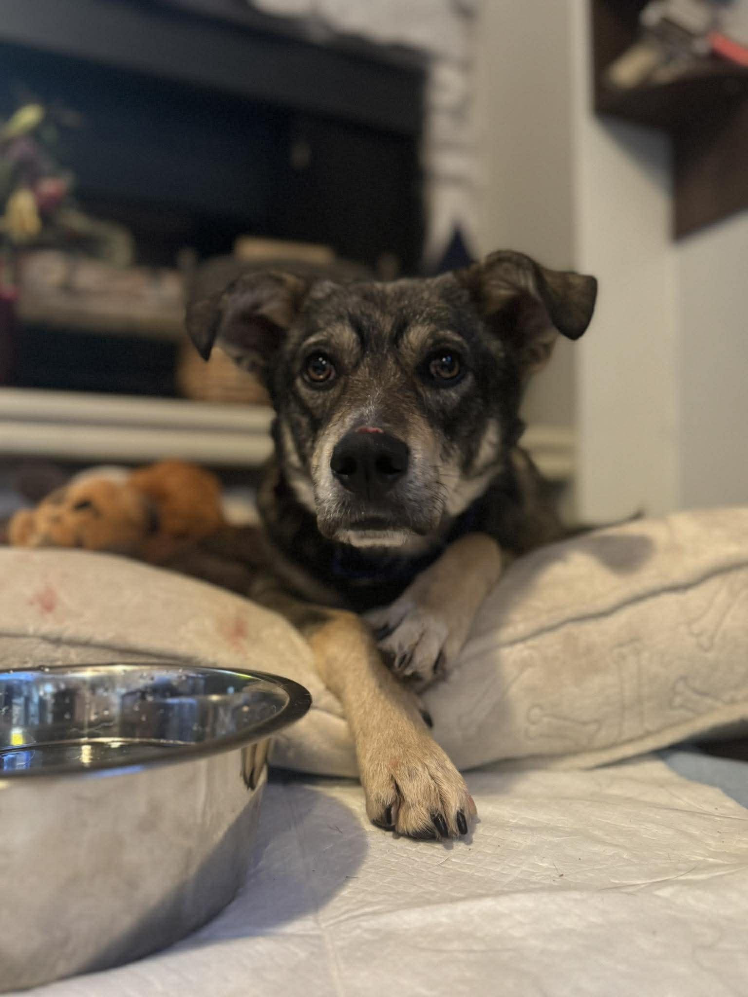 Enlarge Hermes, a ADOPTABLE mixed breed in Palos Heights, IL image 1/2