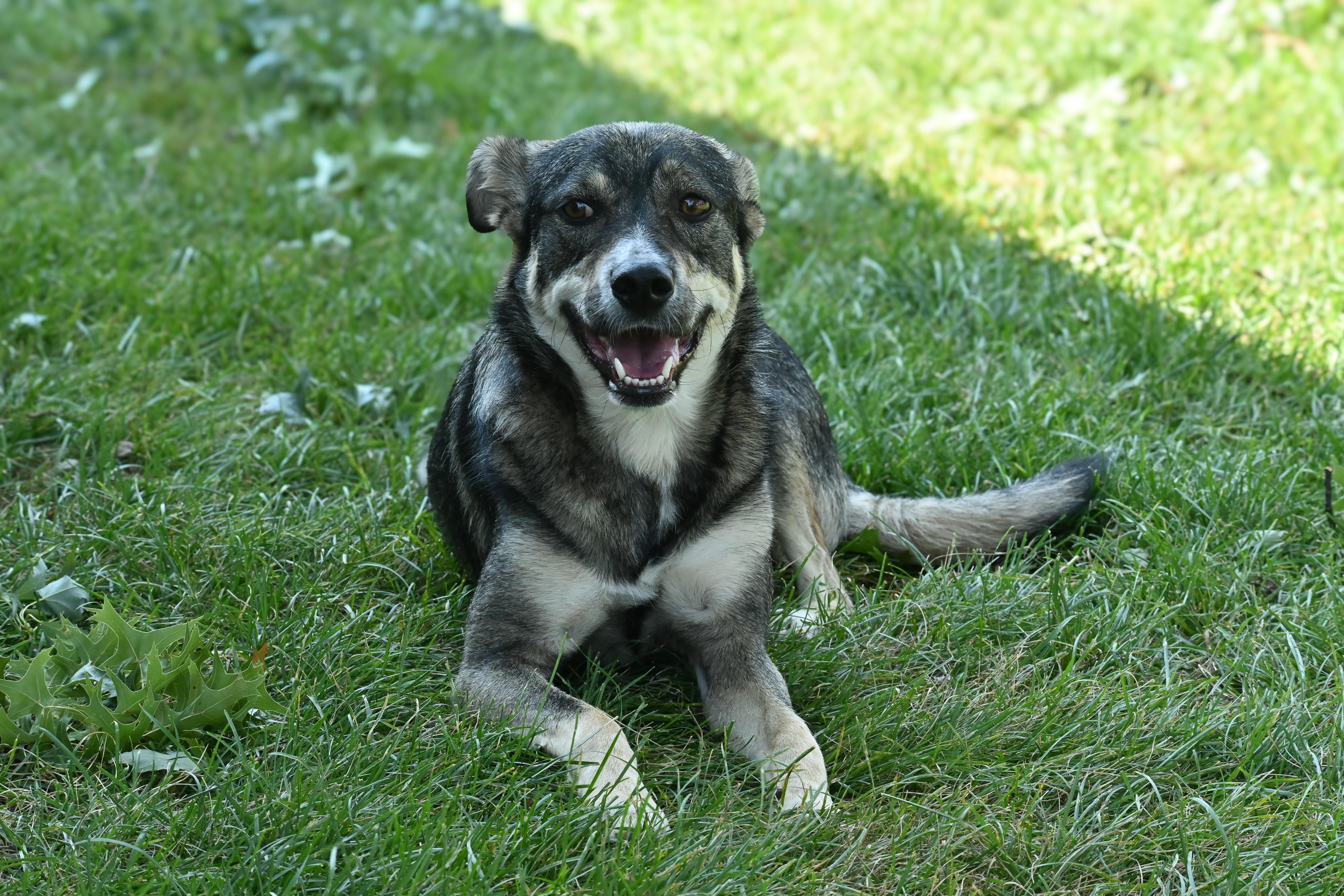 Hermes, an adoptable mixed breed in Palos Heights, IL image 5/5