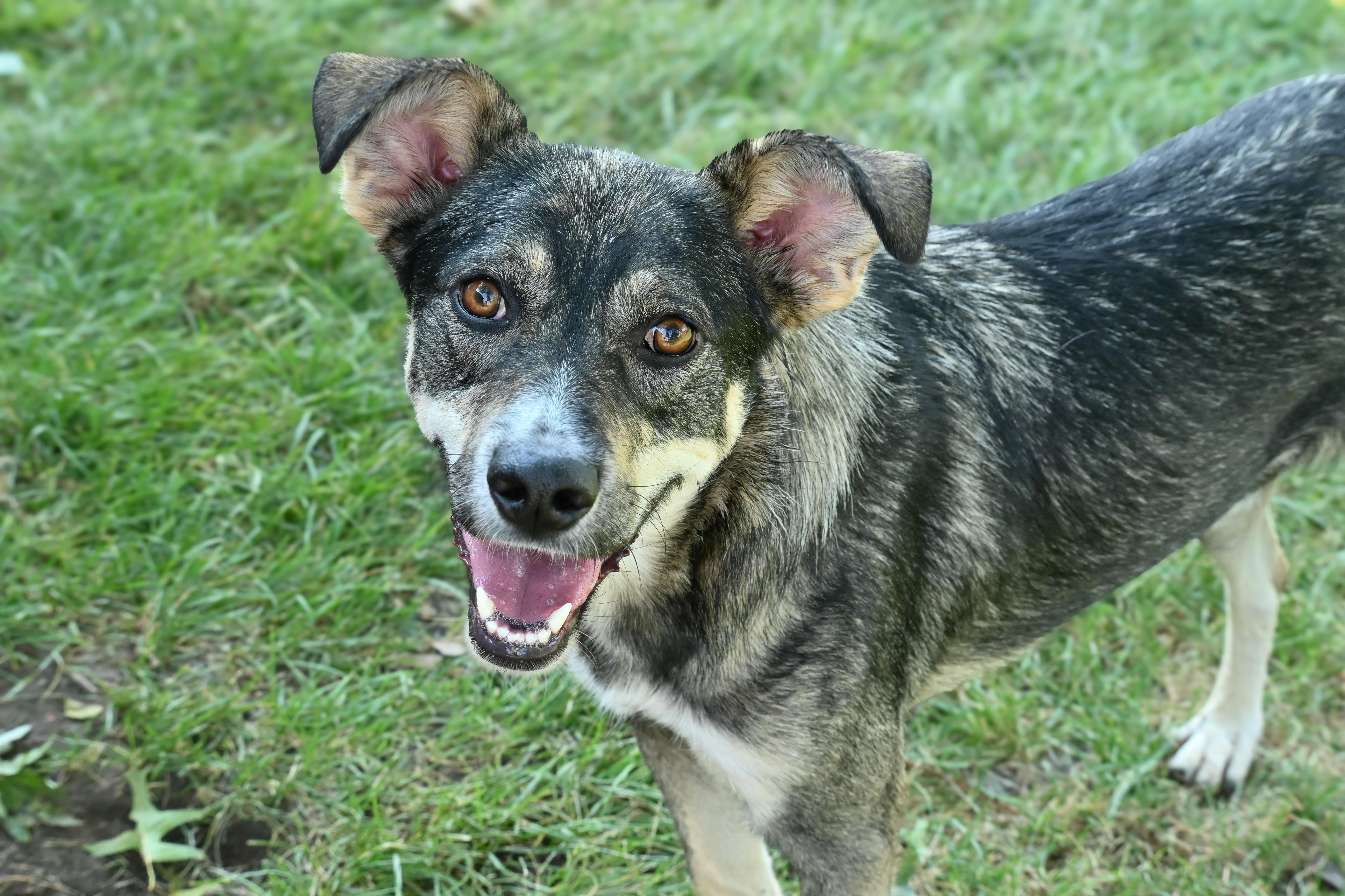 Hermes, an adoptable mixed breed in Palos Heights, IL image 2/5