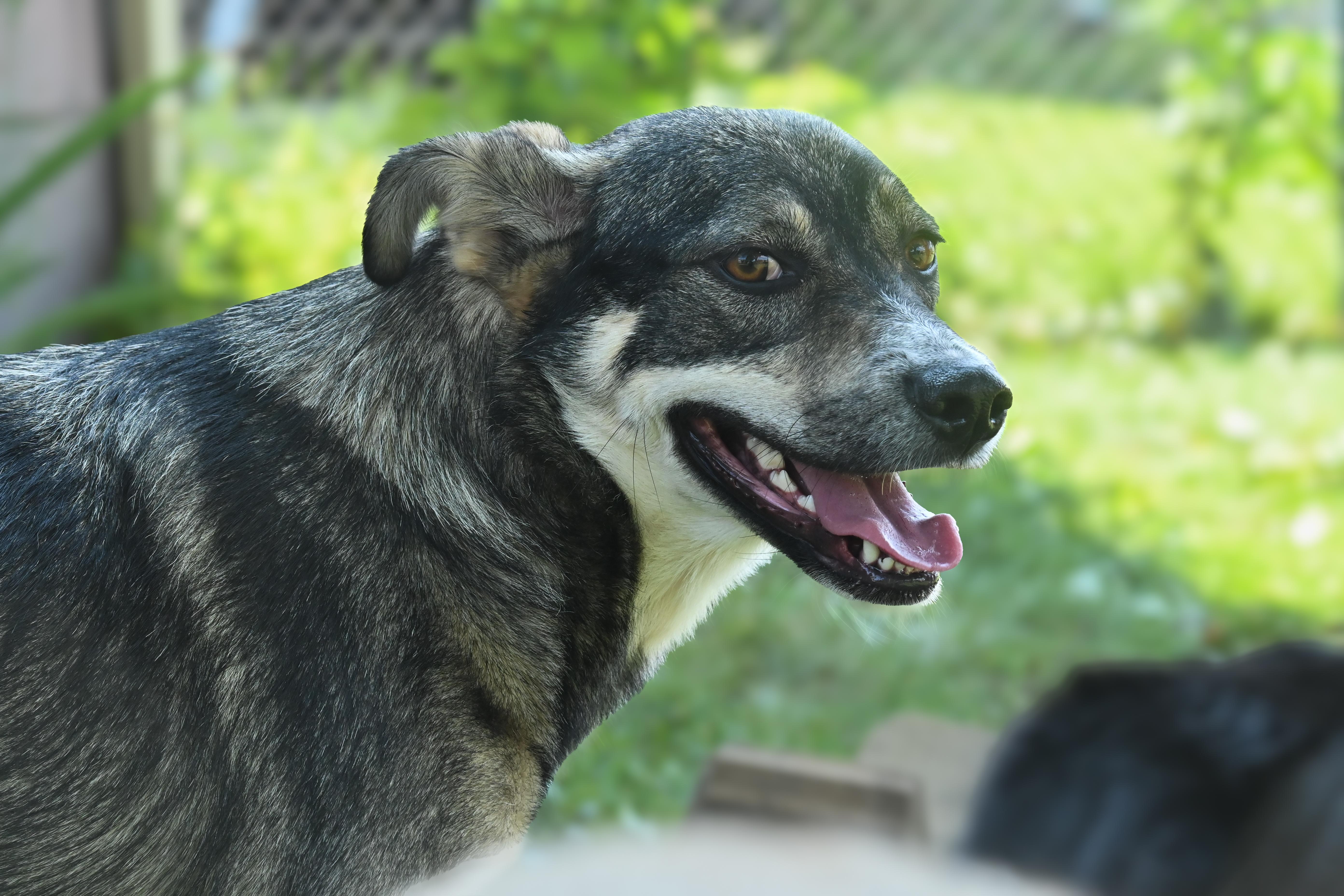 Hermes, an adoptable mixed breed in Palos Heights, IL image 4/5
