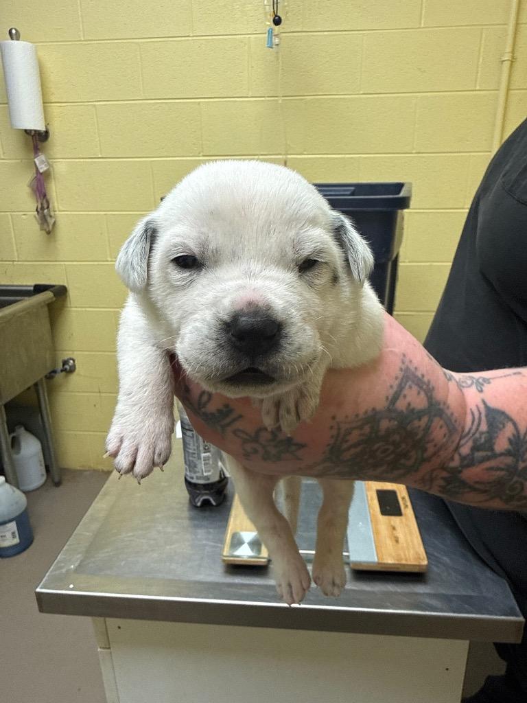 Enlarge Buttercup, a Adoptable Cattle Dog in Crossville, TN image 1/2